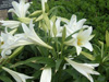 easter lily