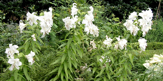 casa blanca lilies