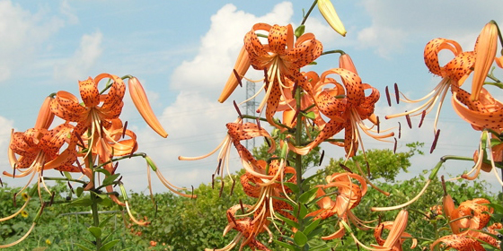 lilium lancifolium