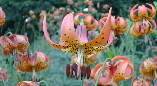 lilium michiganense