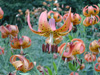 lilium michiganense