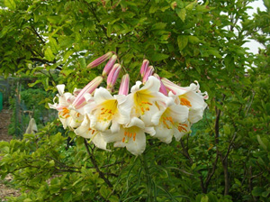 lilium regale