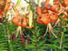 lilium tigrinum