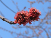 female maple flowers