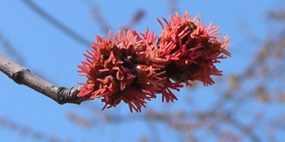 female silver maple flowers