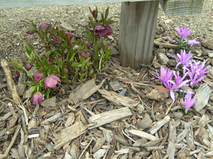 hellebore and spring meadow saffron under bench