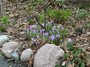 hellebore and spring meadow saffron under bench