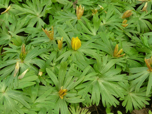 winter aconite foliage and spent flowers