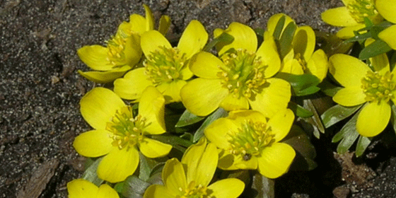 tommy crocus planted in sedum album