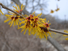 Brevipetala witch hazel flowers