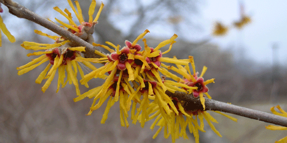 bright yellow flowers of Brevipetala Chinese witch hazel