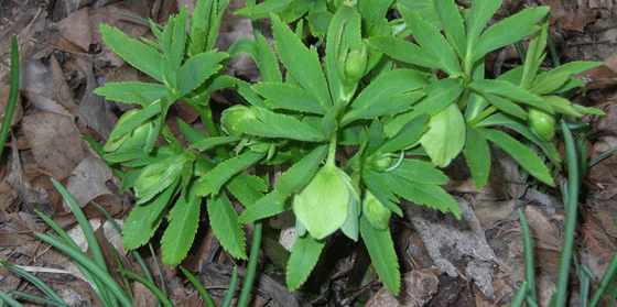 helleborus multifidus with nodding green bells