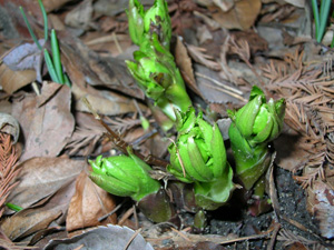 Helleborus multifiidus buds emerging from woodland floor