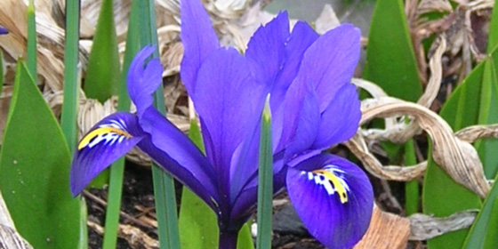 iris reticulata pixie