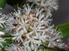 dracaena flower cluster