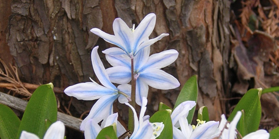 snow scilla at base of bald cypress