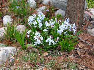 milk squill patch under bald cypress