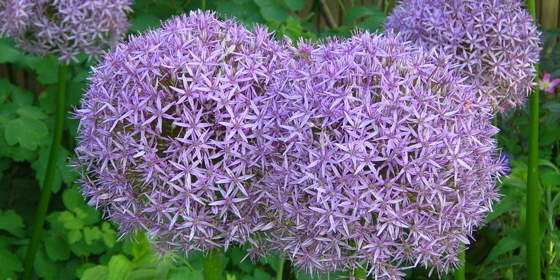 allium globemaster