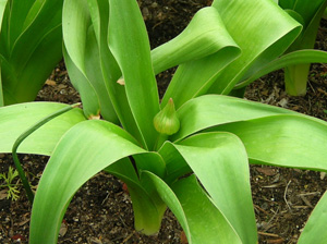 Globemaster budding