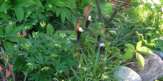 arisaema sikokianum clump
