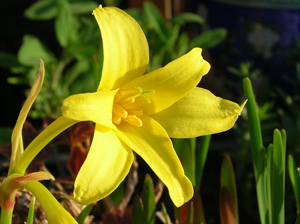 chlidanthus fragrans close