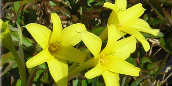 golden fairy lilies