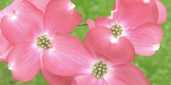 cherokee chief flowers