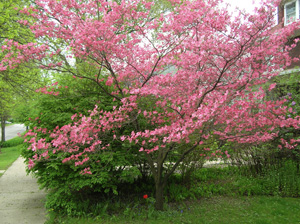 cherokee chief dogwood