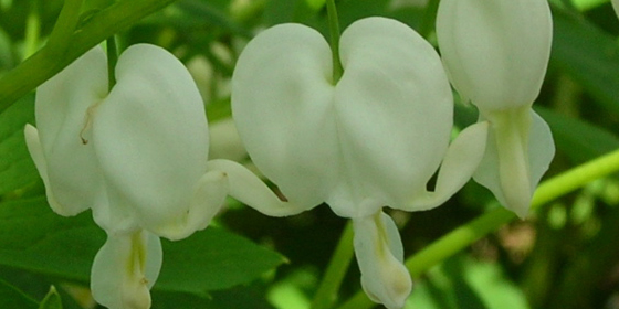 white bleeding heart