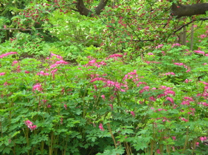 dicentra mass planting