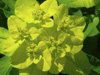 candy flowering spurge