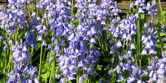 spanish bluebell stand