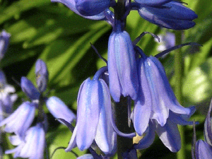 spanish bluebells