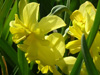 narcissus Tripartite