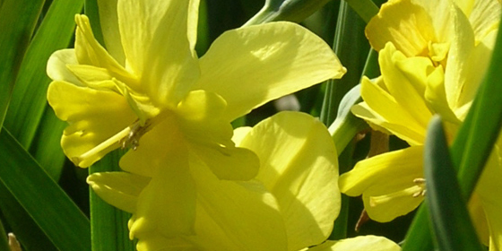 narcissus tripartite