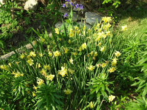 narcissus tripartite stand