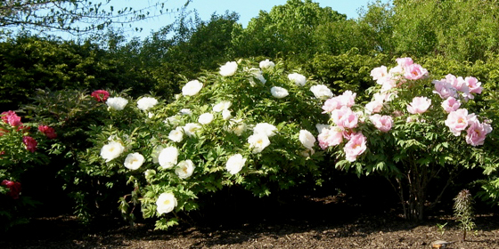 tree peonies