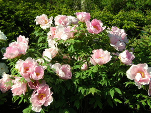 pink tree peony