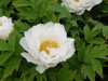 white tree peony jp