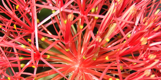 scadoxus flower close