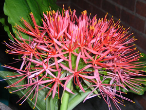 scadoxus blooming at Schwegman House