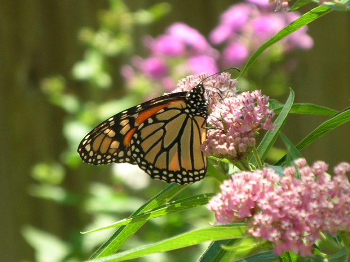 Monarch Butterfly on Milkweed Plant