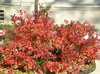 chokeberry fall color