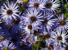 raydons favorite aster