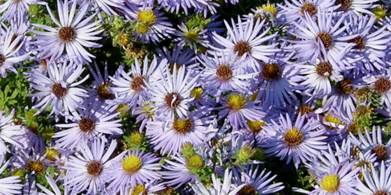 raydons favorite aster