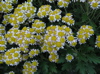 chrysanthemum pacificum