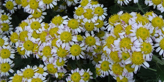 gold and silver chrysanthemum flowers