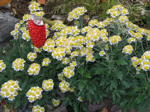 chrysanthemum pacificum with japanese jack berries