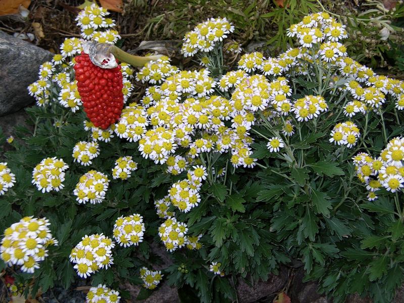 chrysanthemum pacificum