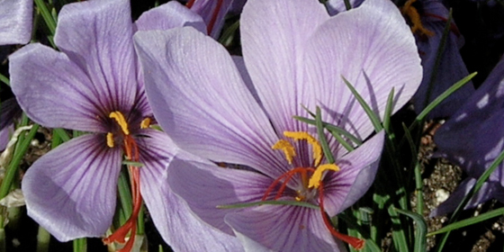 saffron crocus